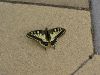 Fecskefarkú lepke (Papilio machaon)